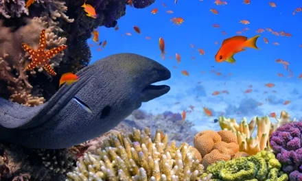 Buceo en Estepona: Un Paraíso Submarino