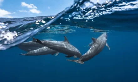 6 Datos que Quizá no Sabias de los Delfines 