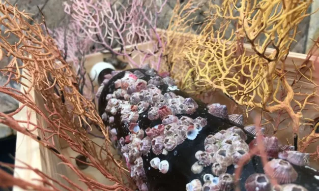 Descubre el Primer Vino de Crianza Submarina en Estepona